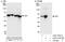 Glucose-6-phosphate isomerase antibody, A303-753A, Bethyl Labs, Western Blot image 