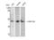 Bone Morphogenetic Protein 8a antibody, STJ91870, St John