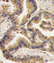 Bone Morphogenetic Protein 6 antibody, LS-C97868, Lifespan Biosciences, Immunohistochemistry paraffin image 