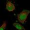 NEDD1 Gamma-Tubulin Ring Complex Targeting Factor antibody, PA5-58455, Invitrogen Antibodies, Immunofluorescence image 