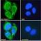 Netrin 1 antibody, NBP1-51922, Novus Biologicals, Immunofluorescence image 