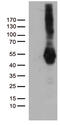 Programmed Cell Death 2 Like antibody, TA812455S, Origene, Western Blot image 