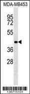 RNA Binding Motif Protein 4 antibody, 58-857, ProSci, Western Blot image 