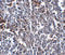 Calcium release-activated calcium channel protein 1 antibody, PM-5205, ProSci, Immunohistochemistry paraffin image 