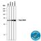 Paired Box 5 antibody, MAB3487, R&D Systems, Western Blot image 