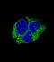 Serpin Family I Member 1 antibody, LS-C168995, Lifespan Biosciences, Immunofluorescence image 