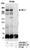p180 antibody, A300-087A, Bethyl Labs, Immunoprecipitation image 