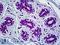 Cryptochrome Circadian Regulator 1 antibody, LS-B5393, Lifespan Biosciences, Immunohistochemistry paraffin image 