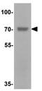 DEAD-Box Helicase 41 antibody, GTX31539, GeneTex, Western Blot image 