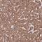 Dedicator Of Cytokinesis 6 antibody, NBP2-33565, Novus Biologicals, Immunohistochemistry frozen image 