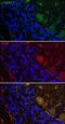 Parvalbumin antibody, 75-479, Antibodies Incorporated, Immunofluorescence image 