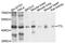 Tubulin Tyrosine Ligase antibody, abx135945, Abbexa, Western Blot image 