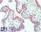 CD46 Molecule antibody, LS-B11245, Lifespan Biosciences, Immunohistochemistry frozen image 
