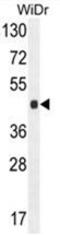 Solute Carrier Family 35 Member G5 antibody, AP50157PU-N, Origene, Western Blot image 