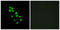 Iroquois Homeobox 2 antibody, LS-B5748, Lifespan Biosciences, Immunofluorescence image 