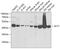 Aminoacylase-1 antibody, GTX55508, GeneTex, Western Blot image 