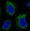 Protein Disulfide Isomerase Family A Member 3 antibody, NBP2-36765, Novus Biologicals, Immunocytochemistry image 