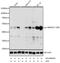 Mitogen-Activated Protein Kinase Kinase 1 antibody, AP0065, ABclonal Technology, Western Blot image 