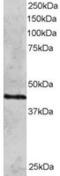 RAD51 Paralog C antibody, MBS420543, MyBioSource, Western Blot image 