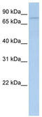 Glycogen phosphorylase, brain form antibody, TA346714, Origene, Western Blot image 