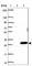 ADP Ribosylation Factor Like GTPase 6 antibody, HPA019361, Atlas Antibodies, Western Blot image 