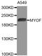 Myoferlin antibody, MBS129544, MyBioSource, Western Blot image 