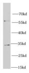 Receptor For Activated C Kinase 1 antibody, FNab07072, FineTest, Western Blot image 