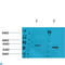 Galanin Receptor 2 antibody, LS-C813630, Lifespan Biosciences, Western Blot image 