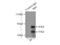 SRC Proto-Oncogene, Non-Receptor Tyrosine Kinase antibody, 11097-1-AP, Proteintech Group, Immunoprecipitation image 