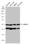 SMAD Family Member 7 antibody, GTX134232, GeneTex, Western Blot image 