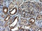 Secernin 1 antibody, M10002, Boster Biological Technology, Immunohistochemistry paraffin image 