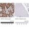 ArfGAP With FG Repeats 2 antibody, NBP1-83213, Novus Biologicals, Immunohistochemistry paraffin image 