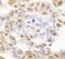 Histone Deacetylase 7 antibody, NB100-61587, Novus Biologicals, Immunohistochemistry frozen image 