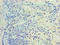 RAB11A, Member RAS Oncogene Family antibody, LS-C370194, Lifespan Biosciences, Immunohistochemistry paraffin image 