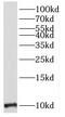 Myelin Associated Oligodendrocyte Basic Protein antibody, FNab05262, FineTest, Western Blot image 