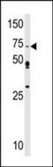 SRSF Protein Kinase 1 antibody, PA5-13771, Invitrogen Antibodies, Western Blot image 