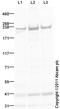 Myosin Heavy Chain 1 antibody, ab124205, Abcam, Western Blot image 