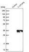 C1q And TNF Related 6 antibody, NBP1-85381, Novus Biologicals, Western Blot image 