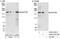 Nucleoporin 188 antibody, A302-322A, Bethyl Labs, Western Blot image 