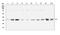 Glycerol-3-Phosphate Dehydrogenase 1 Like antibody, A07912-1, Boster Biological Technology, Western Blot image 