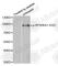 Ribosomal Protein S6 Kinase A1 antibody, AP0171, ABclonal Technology, Western Blot image 