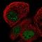 RNA Binding Motif Protein 48 antibody, NBP1-85077, Novus Biologicals, Immunofluorescence image 