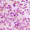 GATA Binding Protein 3 antibody, LS-C356055, Lifespan Biosciences, Immunohistochemistry paraffin image 
