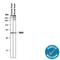 T-Box 5 antibody, AF5918, R&D Systems, Western Blot image 