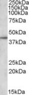 Apolipoprotein L3 antibody, MBS421773, MyBioSource, Western Blot image 