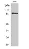 Promyelocytic Leukemia antibody, PA5-51039, Invitrogen Antibodies, Western Blot image 
