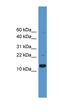 Free Fatty Acid Receptor 1 antibody, orb331568, Biorbyt, Western Blot image 