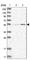 IQ Motif Containing C antibody, HPA028686, Atlas Antibodies, Western Blot image 