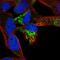 Transmembrane Protein 71 antibody, HPA058401, Atlas Antibodies, Immunofluorescence image 