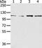 Ubiquitin Like Modifier Activating Enzyme 1 antibody, CSB-PA186952, Cusabio, Western Blot image 